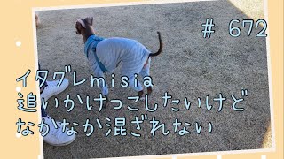 ドッグランでなかなか友達ができないイタグレｍｉｓｉａ(ミーシャ)【生後672日】【うちの子605日目】【イタリアングレーハウンド】【パピーズママ出身】【2021.5.17生まれ】2023.3.19撮影