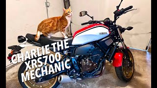 Yamaha XSR700 repaired by a Cat! Charlie the Mechanic