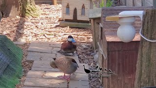 North American Ruddy Duck taking a stroll