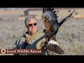 To Be A Falconer | Goals as a Falconer | Episode 3