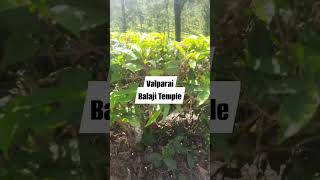 Valparai Gardens Pollachi/வால்பாறை pollachi