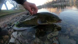 Pesci dal freezer 🥶#shorts #adda #feederfishing #lecco#catchandrelease #pesca #fishing #fish #