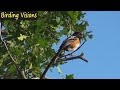 Spotted Towhee - song & call - Wasatch Mountains Utah