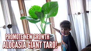 Trimming a Alocasia Elephant Ear for NEW HEALTHY GROWTH! 🌿