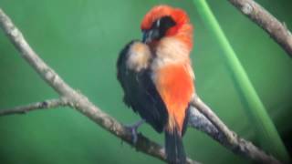 Black-winged Red Bishop