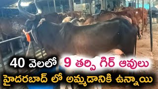 9 గిరి ఆవులు 40 వేలకు ఒకటి అమ్మబడును || giri Cows For sale || 8639397186