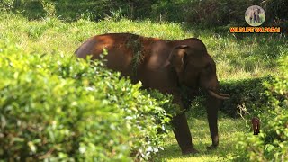 Elephant migrates from Tea Estate!!! தேயிலைத் தோட்டம் பகுதியில் இருந்து வெளியேறும் காட்டு யானை