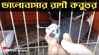 আমার রাগী পায়রা | শুধু কামড়ায়...! | My Angry Pigeons | Just Biting...! Funny Pigeons Vlog #1 আমার রাগী পায়রা | শুধু কামড়ায়...! | My Angry Pigeons | Just Biting...! Funny Pigeons Vlog #1