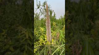 রাহু-চণ্ডাল ফুল! #shortvideo #flowers #gardening #বনচাঁড়াল #plants