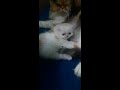 പേർഷ്യൻ ക്യാറ്റ് persian cat catsmania