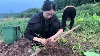 农村又到丰收的季节了，花生长势喜人比人都高，挖开让人哭笑不得