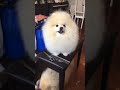 fluffy pomeranian