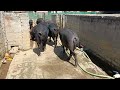 black pig summer time rourkela pig farm odisha