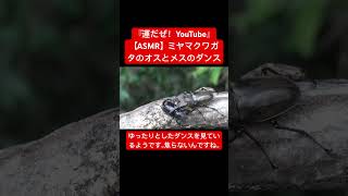 【ASMR】ミヤマクワガタのオスとメスのダンスが素敵 #映像芸術 #音芸術 #昆虫 #asmr #sdgs #自然教育 #交尾の音 #日本の虫