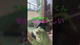 モリアオガエルのかわずくん#shorts