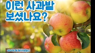 대구 팔공산 산 꼭대기에 있는 이런 멋진 사과밭 보셨나요??영상촬영/이다선