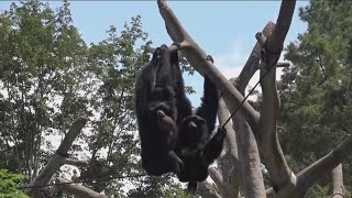 How will animals react to the April 8 total solar eclipse?