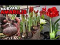 COMO SACAR NUEVAS AMARILIS y AZUCENAS (hippeastrum amaryllis)