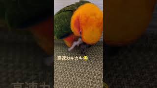 早っっwww#インコ#インコとの生活 #パパ#ありがとう#ママ #netflix #韓国ドラマ #guitar