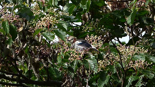 【一分動画】🐤鳥シリーズ　コムクドリ　Chestnut-cheeked Starling （ムクドリ科）