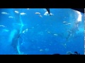 美ら海水族館　ジンベイザメの立ち泳ぎ