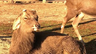 奈良公園飛火野。集まって芝生を食べる鹿、片耳が垂れてる。　@komechan1718