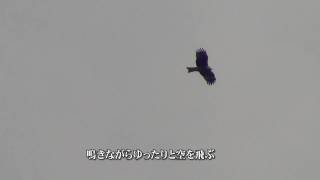 動く野鳥図鑑17・トビ.m2ts