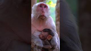 Want to Understand Monkey Mother Love? Watch This Now!