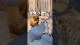 先輩猫に弟子入りをする子犬【#ゴールデンレトリバー 】#shorts