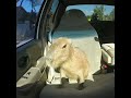 capybara in da car hd 🥶