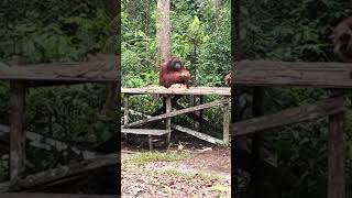 The New Orangutans King On  Feeding Platform  #Shorts