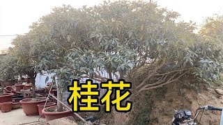 李叔的园里红花丹桂，树根粗实冠幅饱满，价格是真便宜啊！