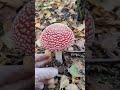 Amanita muscaria mushroom