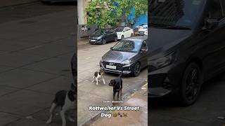 Rottweiler Vs Street Dog Attack #dog #rottweiler #attack #streetdog #shorts #shortvideo #viralvideo