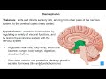 Diencephalon, Cerebellum and Brainstem