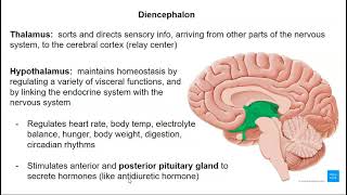 Diencephalon, Cerebellum and Brainstem