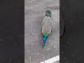 പാവം വിശന്നിട്ടാ ഓടി വന്നത് shortsfeed birds peacock