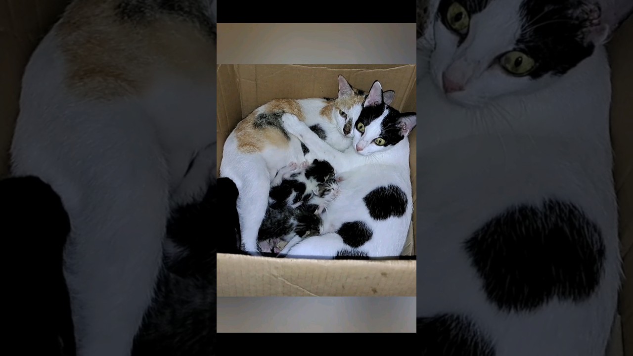 рџ µgrandma Cat Helps Her Daughter Take Care Of The Kittens Cat Kitten