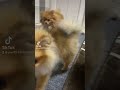 カメラ向けると迷惑そうな時あるよね笑 short pomeranien 멍스타그램 可愛い 可爱的 癒し動画