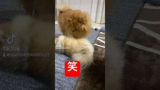 カメラ向けると迷惑そうな時あるよね笑 #short #pomeranien #멍스타그램 #可愛い #可爱的 #癒し動画