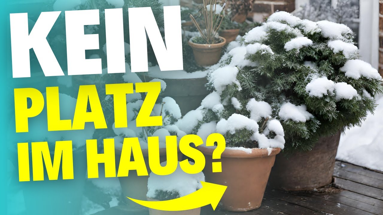 Diese 7 Kübelpflanzen Können Im WINTER Draußen Bleiben - YouTube