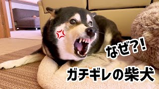 なぜ？！例のモノに ガチギレしちゃう柴犬