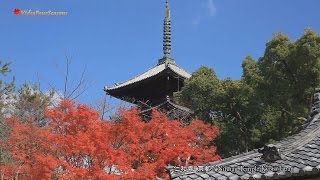 京都 仁和寺の紅葉　Ninnaji Temple Kyoto Japan 【HD】美しい日本の風景 The Beautiful Scenery of Japan