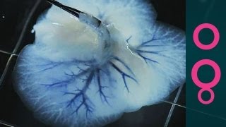 Transplant Medicine: Lab-grown livers and 3D-printed kidneys