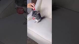 Adorable Chinchilla Holding Stop Sign 😍⛑️🛑🐭