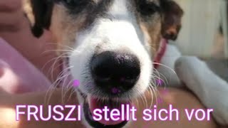 Mentor4Dogs  - FRUSZI stellt sich vor (glücklich vermittelt 2024)