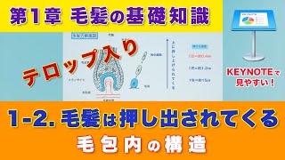 【もと美容師 もとメーカー 講師が語る 毛髪科学理論】第1章  毛髪の基礎知識  1-2. 毛髪は押し出されてくる「毛包内の構造」