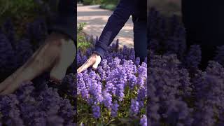 AJUGA GROUND COVER (BUGLEWEED) 🌿 Frankie Flowers