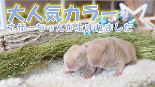 【大人気カラー】うさぎの赤ちゃんが生まれました♪