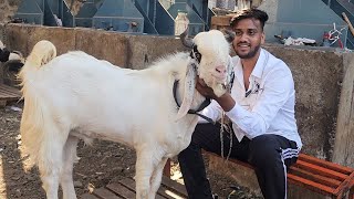 King Abdullah Aaj Denge Nayaab Bakre Aur Mende | King Abdullah Goat Farm Bandra.